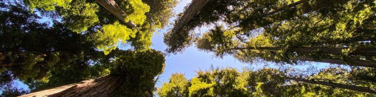 Hiking: Reinhardt Redwood Regional Park