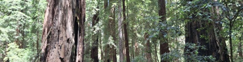 Hike to Armstrong Redwoods State Natural Reserve
